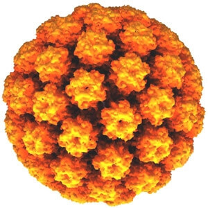 Papillomavírus szerkezete